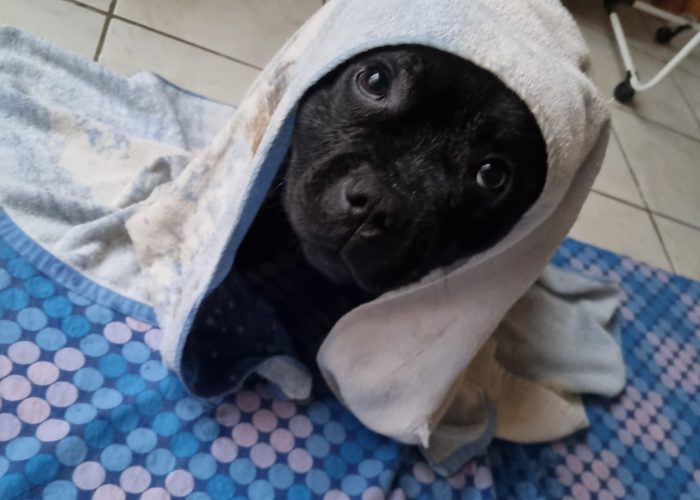 educateur canin mont brignais et craponne