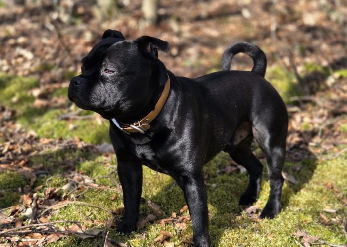 educateur canin mont du lyonnais1