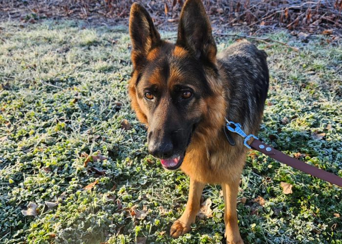 super educateur canin mont du lyonnais1